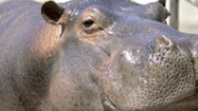 Hippo.（ひぽ）とは